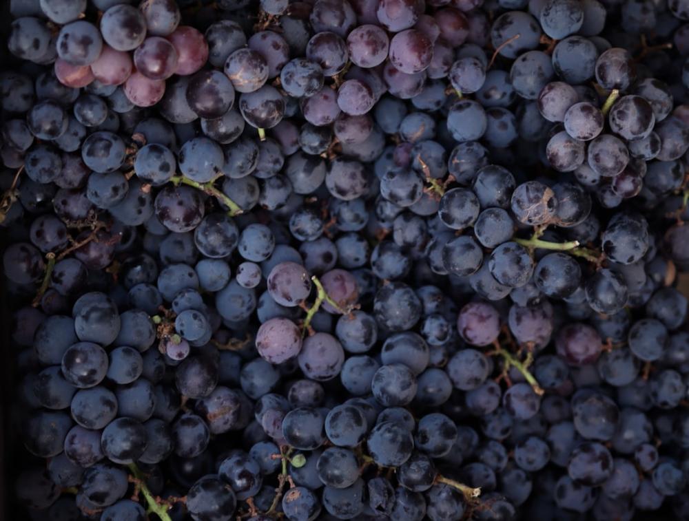 Pinot Noir: därför älskar vinentusiaster druvan